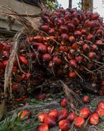 Unprocessed Palm Fruits