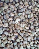 Unprocessed Cashew Nuts